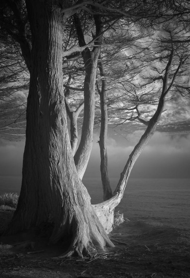 Cypress Over Sea
