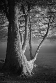 Cypress Over Sea