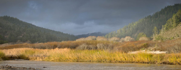 Big Basin Wonder Pano