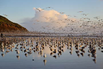 Birds of Waddell