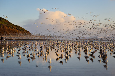 Birds of Waddell