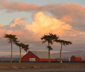 Castroville Red