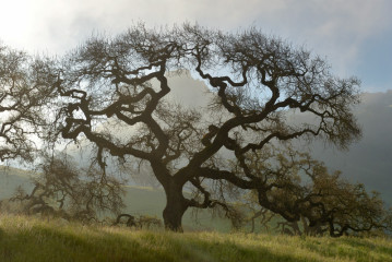 Lover's Oak