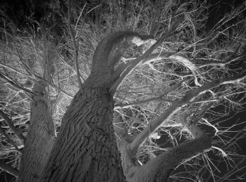 Inner Cypress