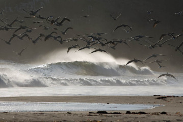 Pelicans of Año