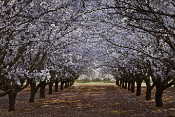 Pinoche Orchards