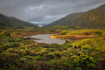 Waddell High Waters