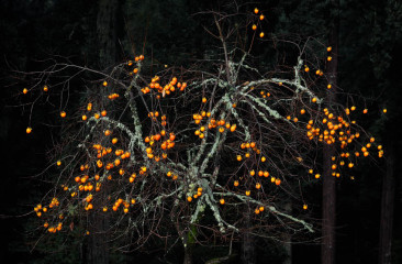 Winter Persimmon