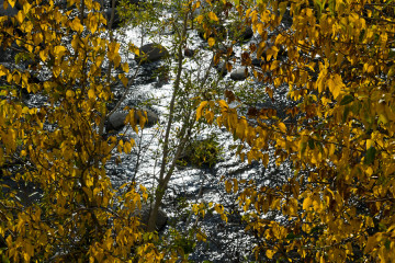 Creek Through Aspens