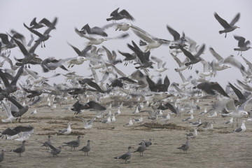 Guls Gulls Gulls