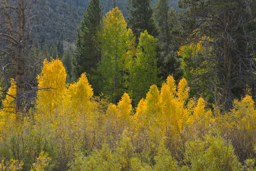 October East Tioga