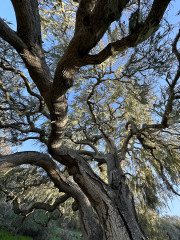 Oaks of Fort Ord