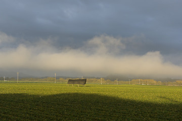 Cover in the Fields