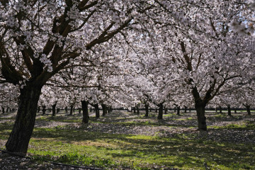 Almond Rich