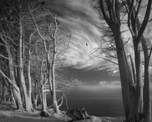 Cormorant Trees