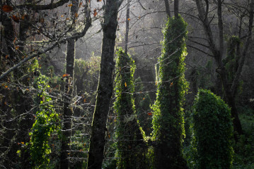 Deep in Green