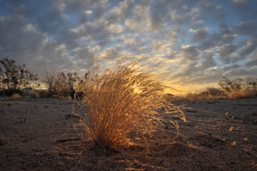 Desert Spirits I