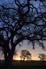 Shandon Oaks