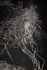 After the Fire Spiritus
