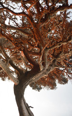 Red Cypress