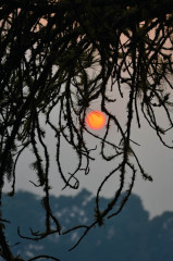 Fire in the Pines