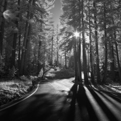 Follow the Light