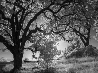 Fremont Oaks
