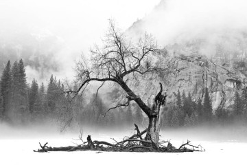 Island of Tree