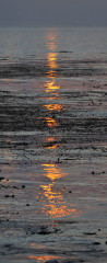 Kelp Sun