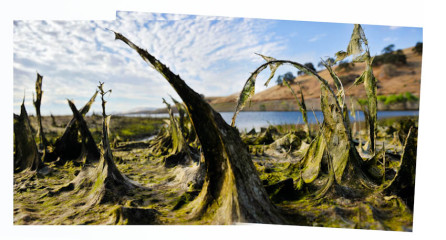 Land of the Moss Sharks