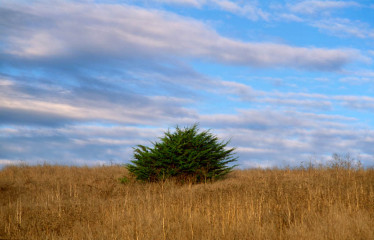 Lone Cypress