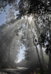 Misty Road