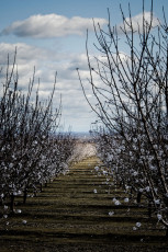 Orchard Path