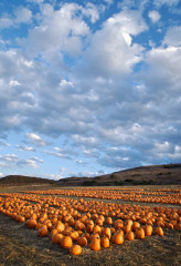 Pumpkin Skies