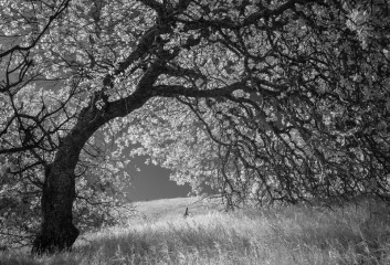 Pacheco Oak