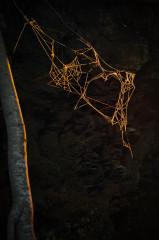 Spidery Love