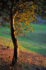Swanton Oak