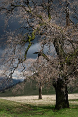 Tehachapi Oak