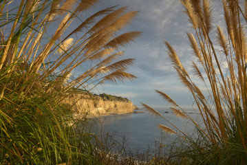 Through the Grass