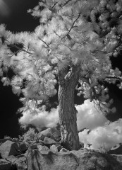 Tioga Pine
