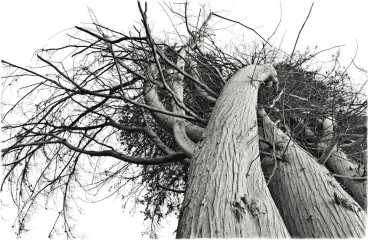 Twisted Cypress