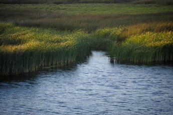 Wind and Marsh