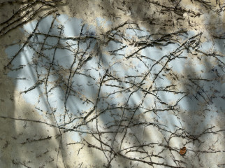 Concrete Blues