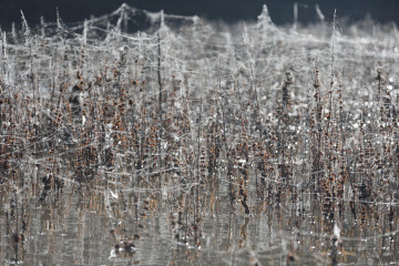 Swamp Net