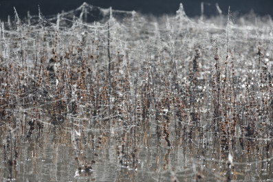 Swamp Net
