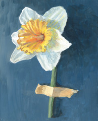 Daffodil