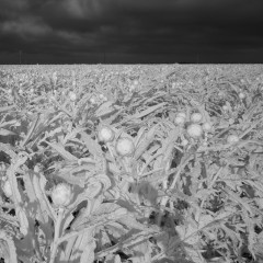 Artichokes in Infrared