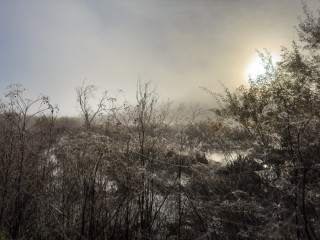 Spider Marsh