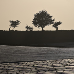 San Andreas Silhouette