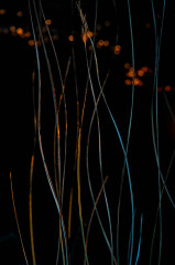 Color Lines